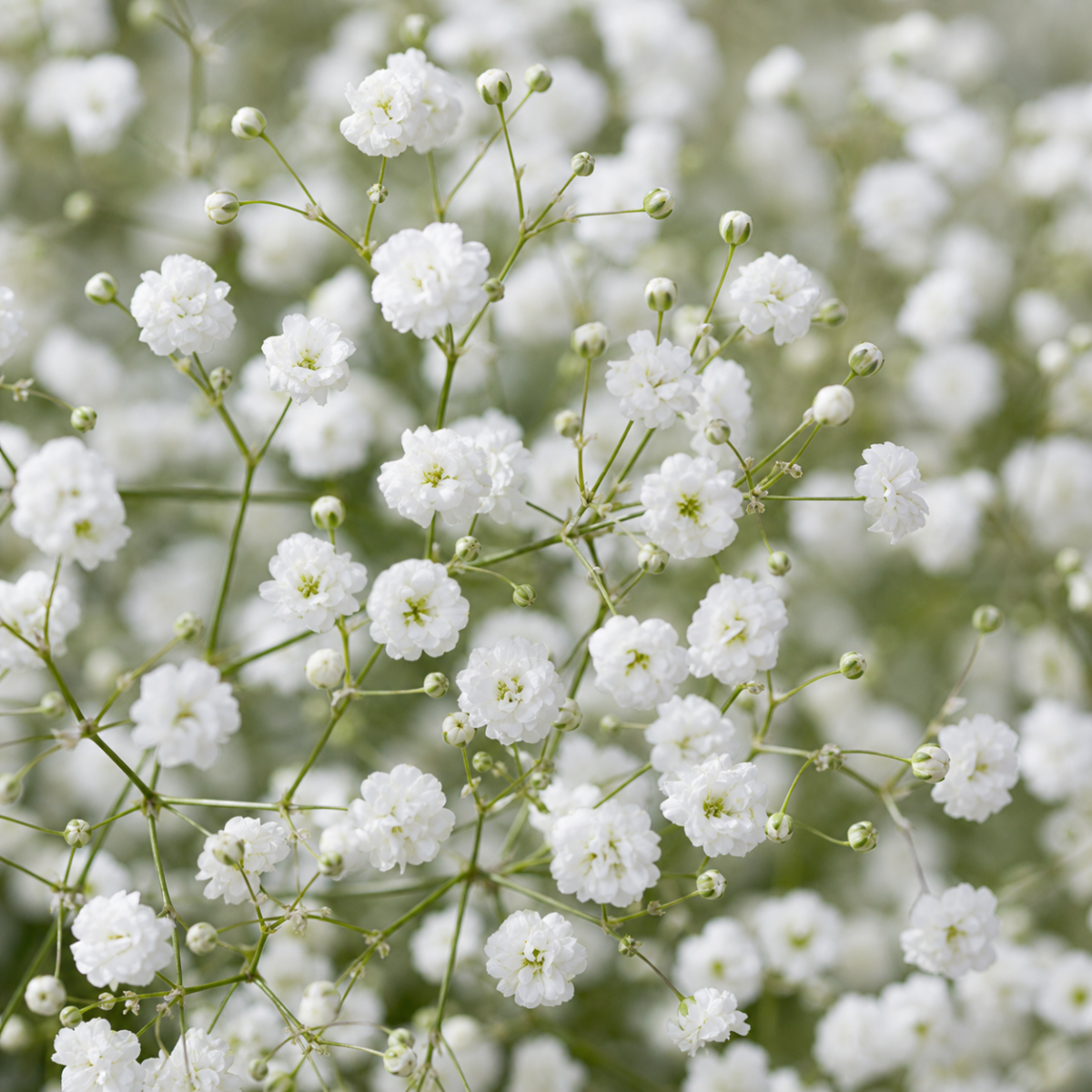 Schleierkraut - Gypsophila paniculata