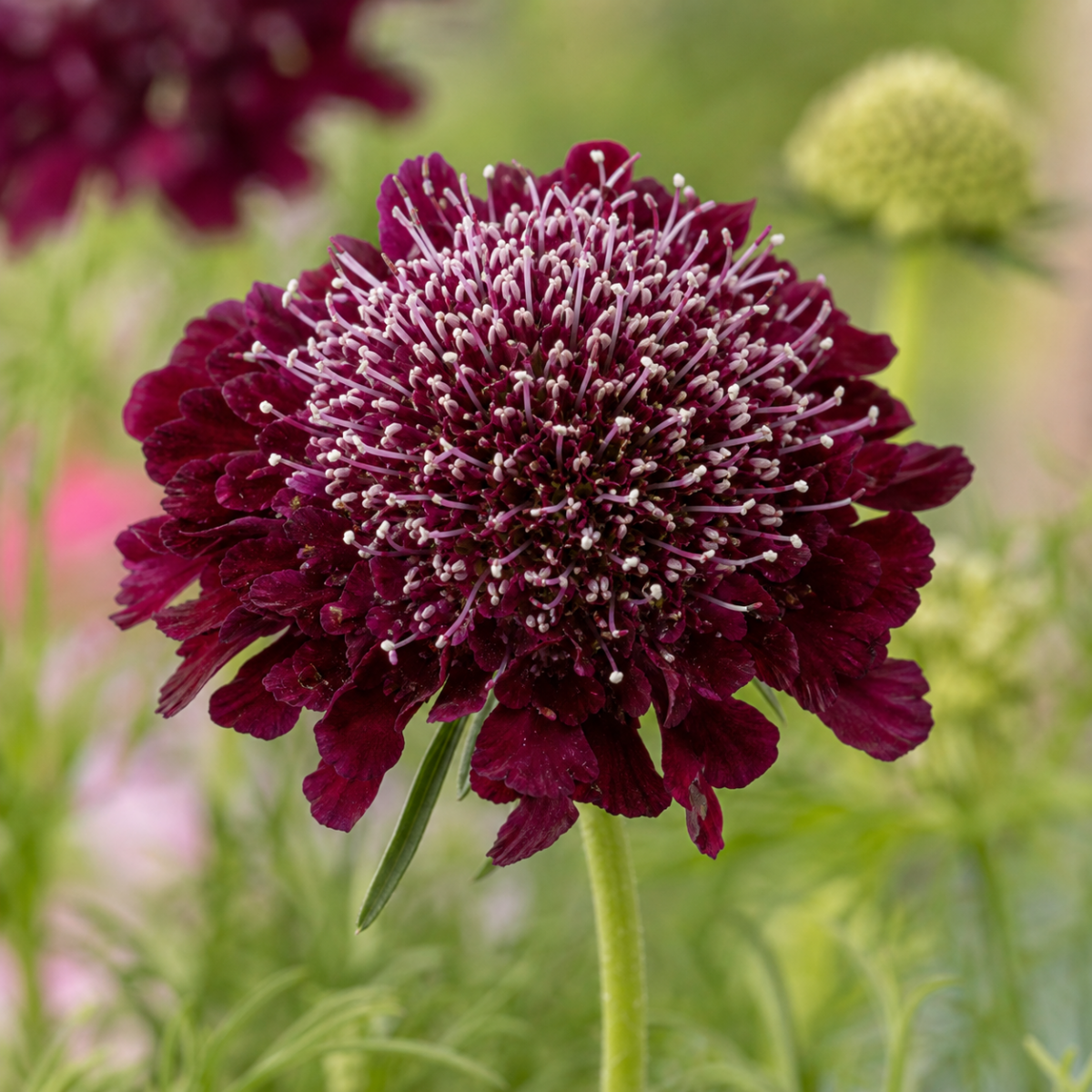 Skabiose - Scabiosa atropurpurea