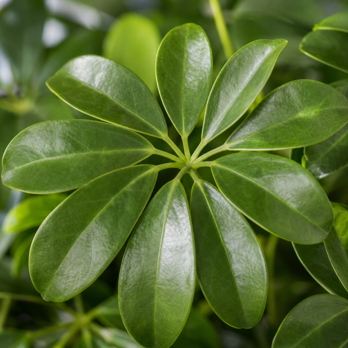 Strahlenaralie - Schefflera arboricola