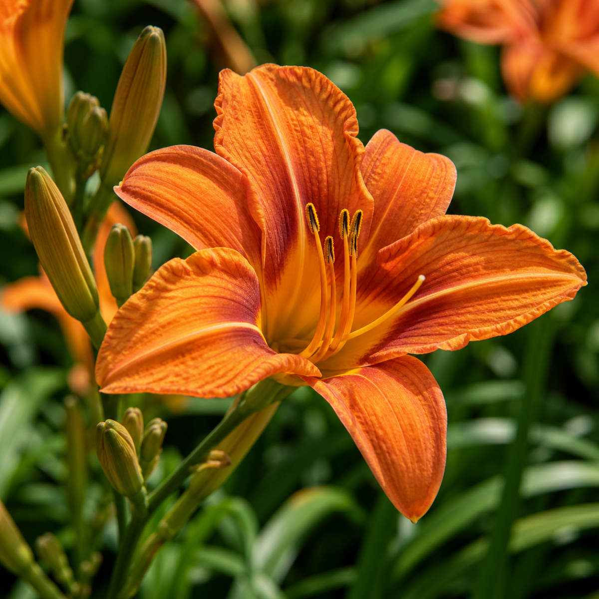 Taglilie - Hemerocallis-Hybride