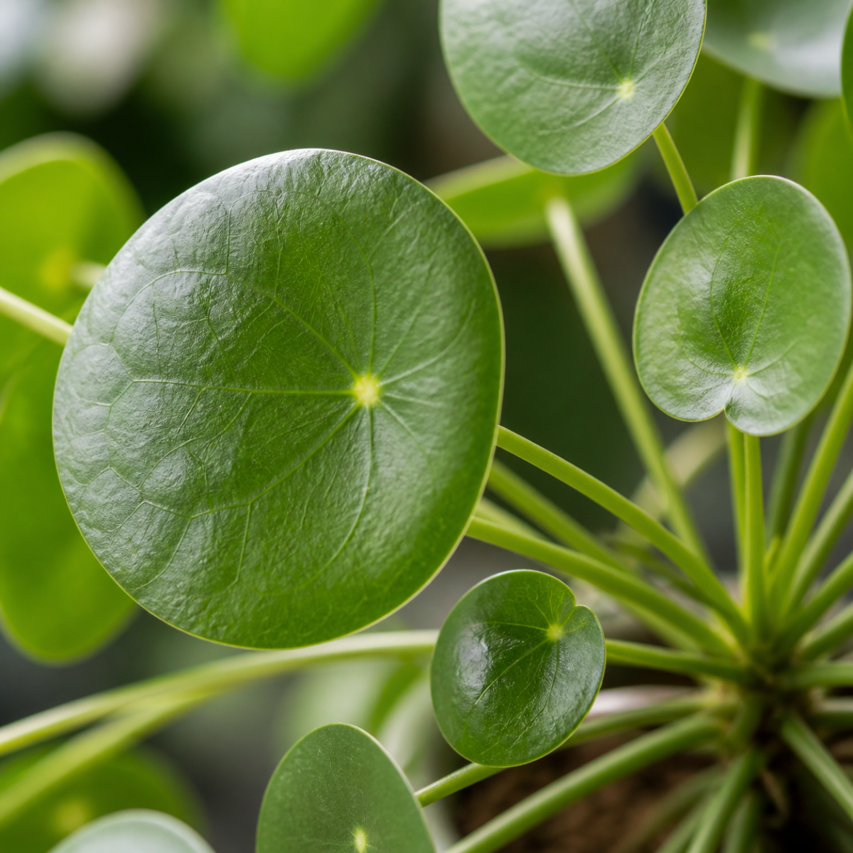Ufopflanze - Pilea peperomioides