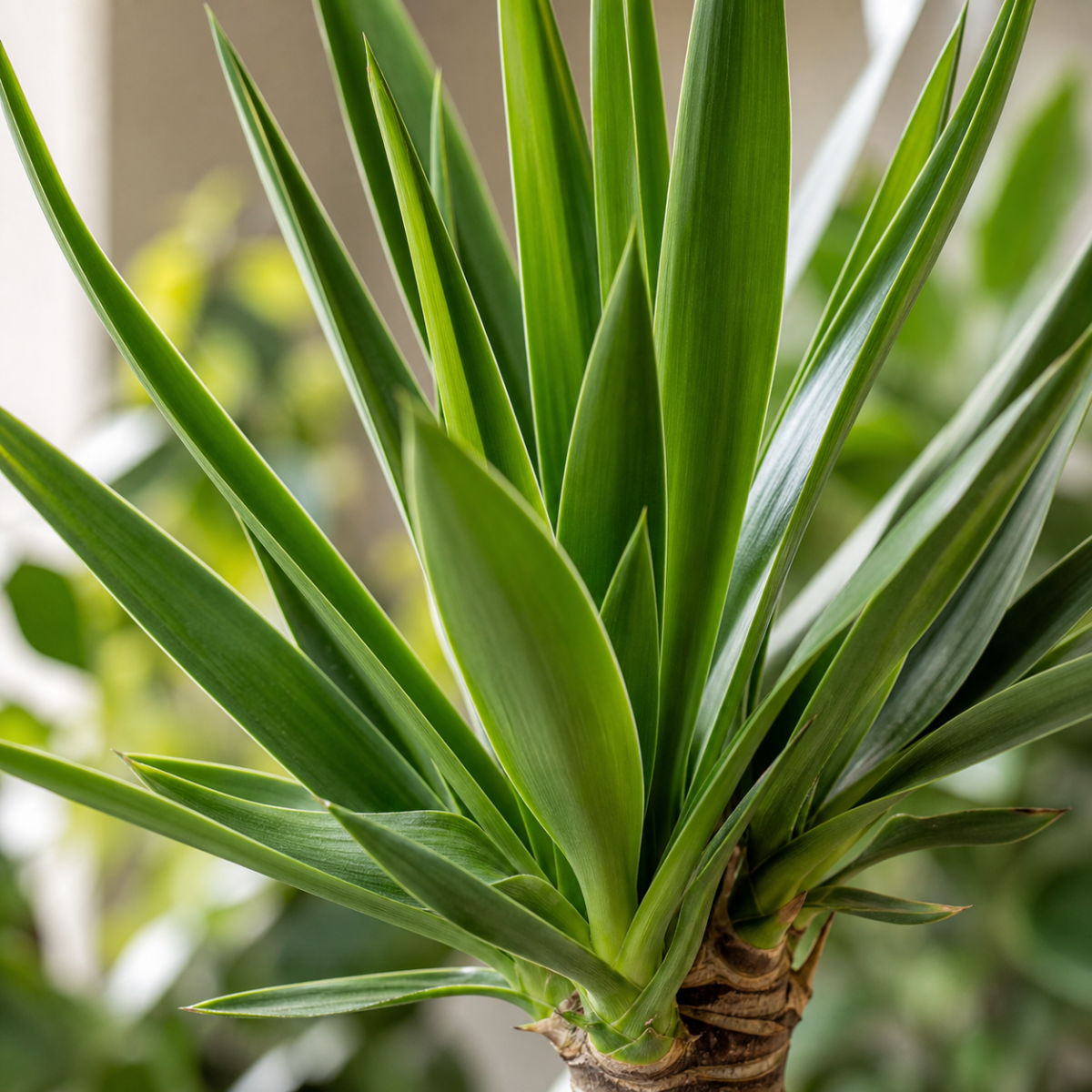 Yucca-Palmlilie - Yucca elephantipes