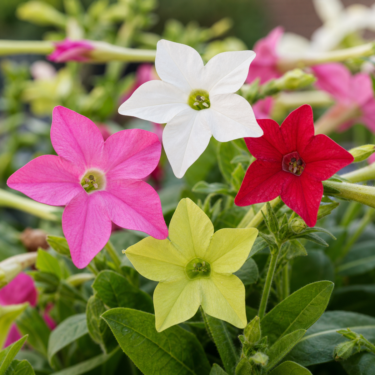 Ziertabak - Nicotiana alata