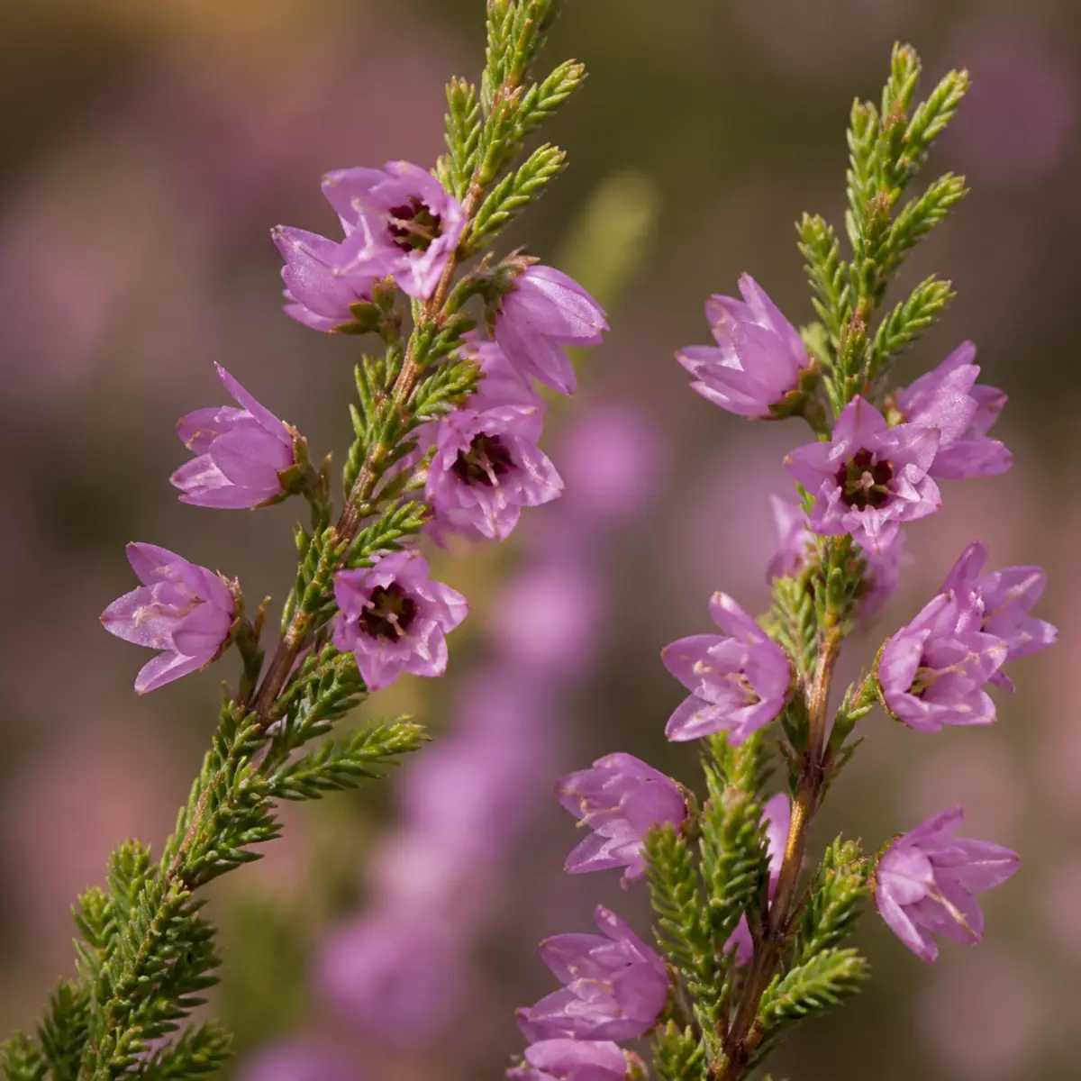 Geöffnete Blüten und feine immergrüne Triebe der Besenheide