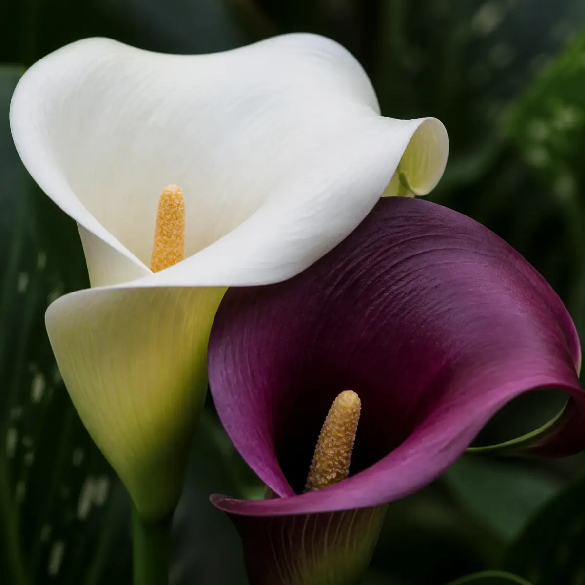 Trichterförmiges Calla-Hochblatt mit zentralem Blütenkolben im Detail