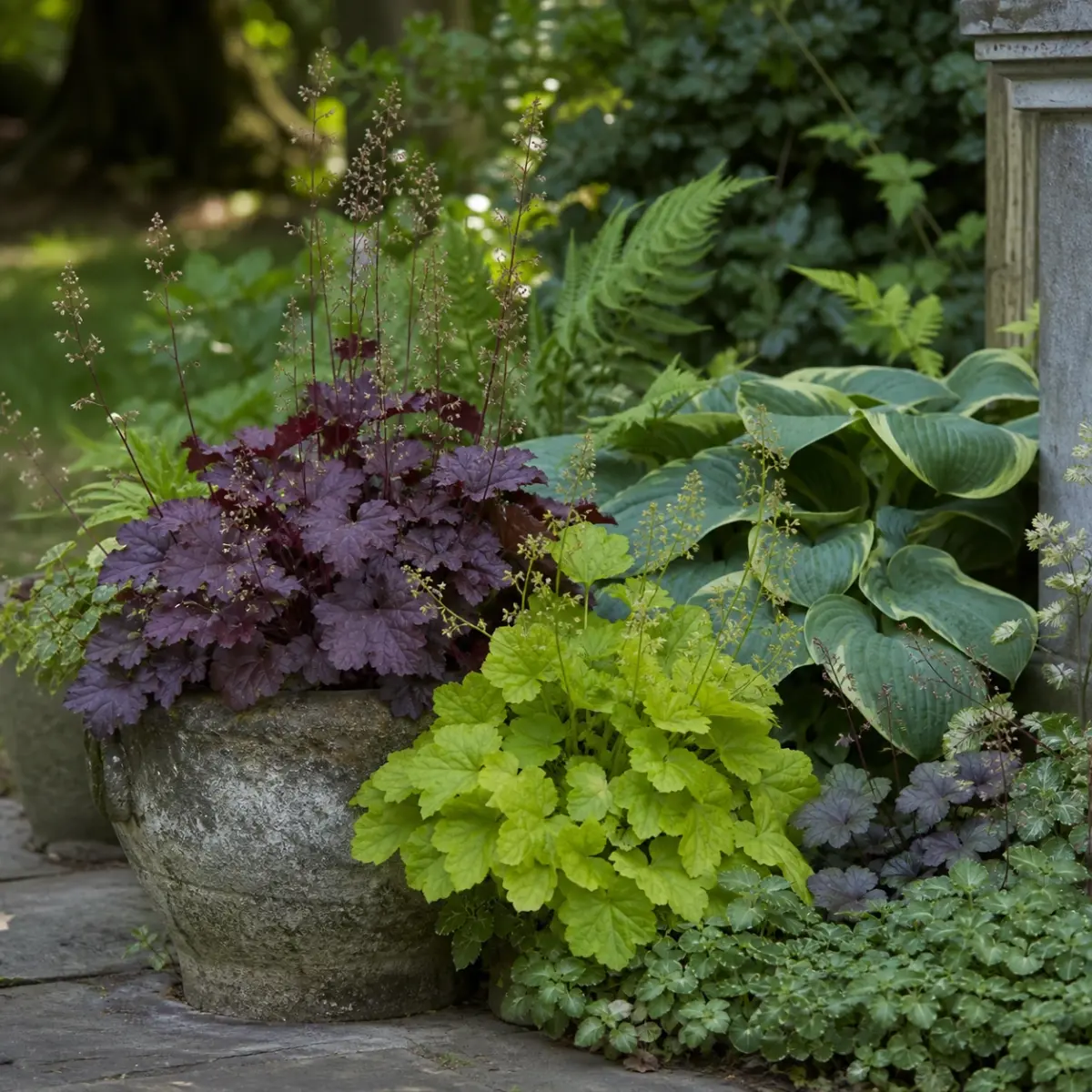 Purpurglöckchen mit farbigem Laub am halbschattigen Beetrand