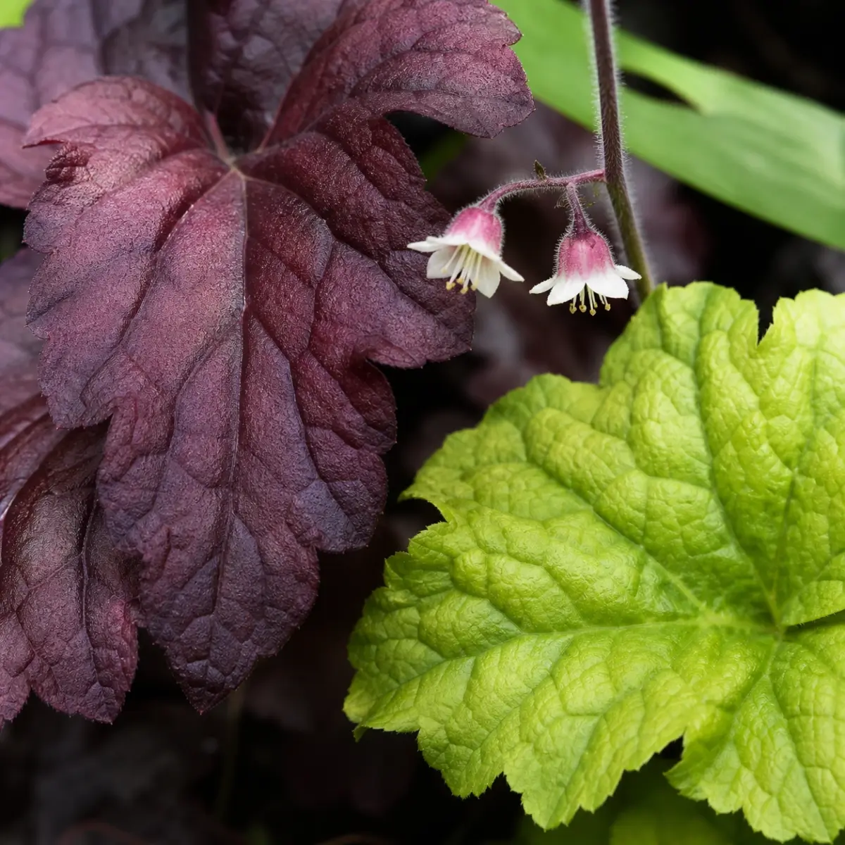 Strukturierte Heuchera-Blätter und kleine offene Glockenblüten im Detail