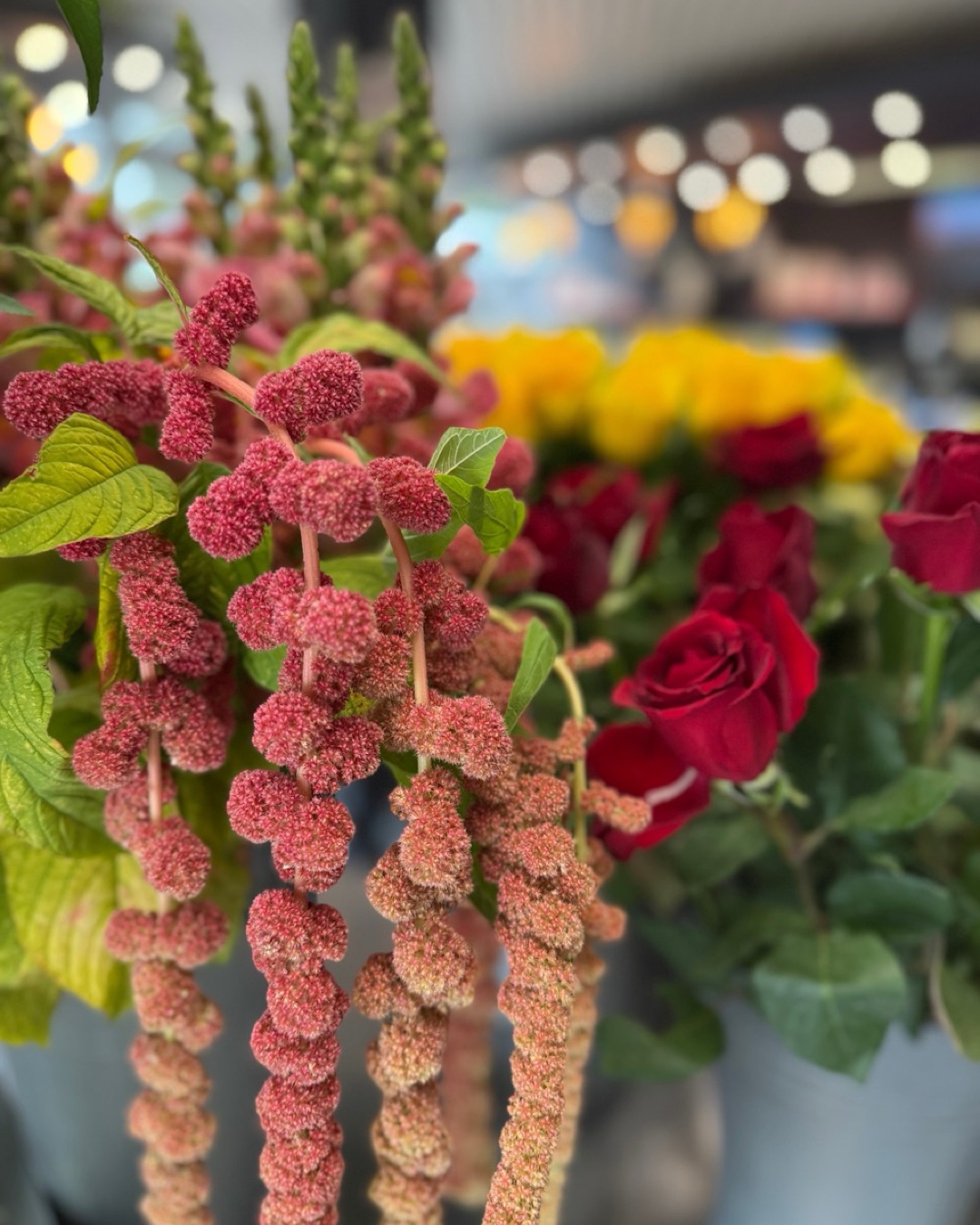 Hängender rosafarbener Amaranthus vor roten Rosen und gelben Blüten.