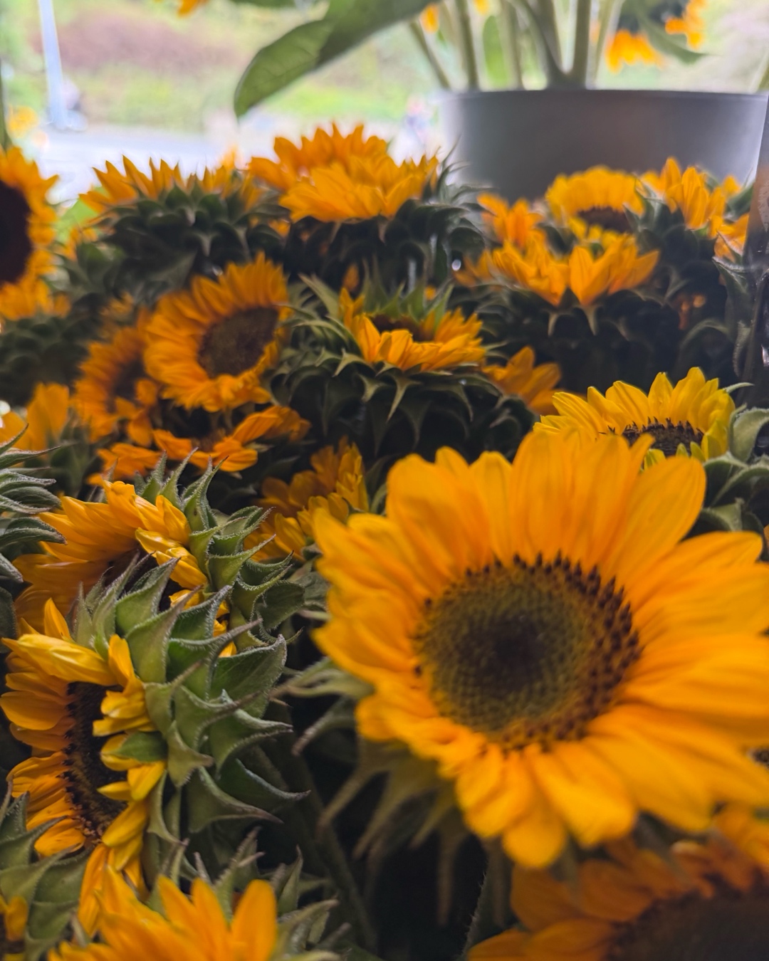 Dichte Auswahl leuchtend gelber Sonnenblumen.