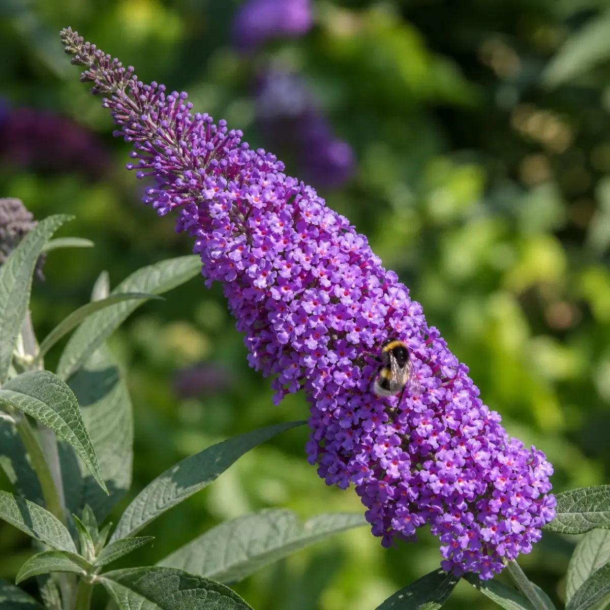 Violette Sommerflieder-Rispe mit schmalen Blättern und Insektenbesuch