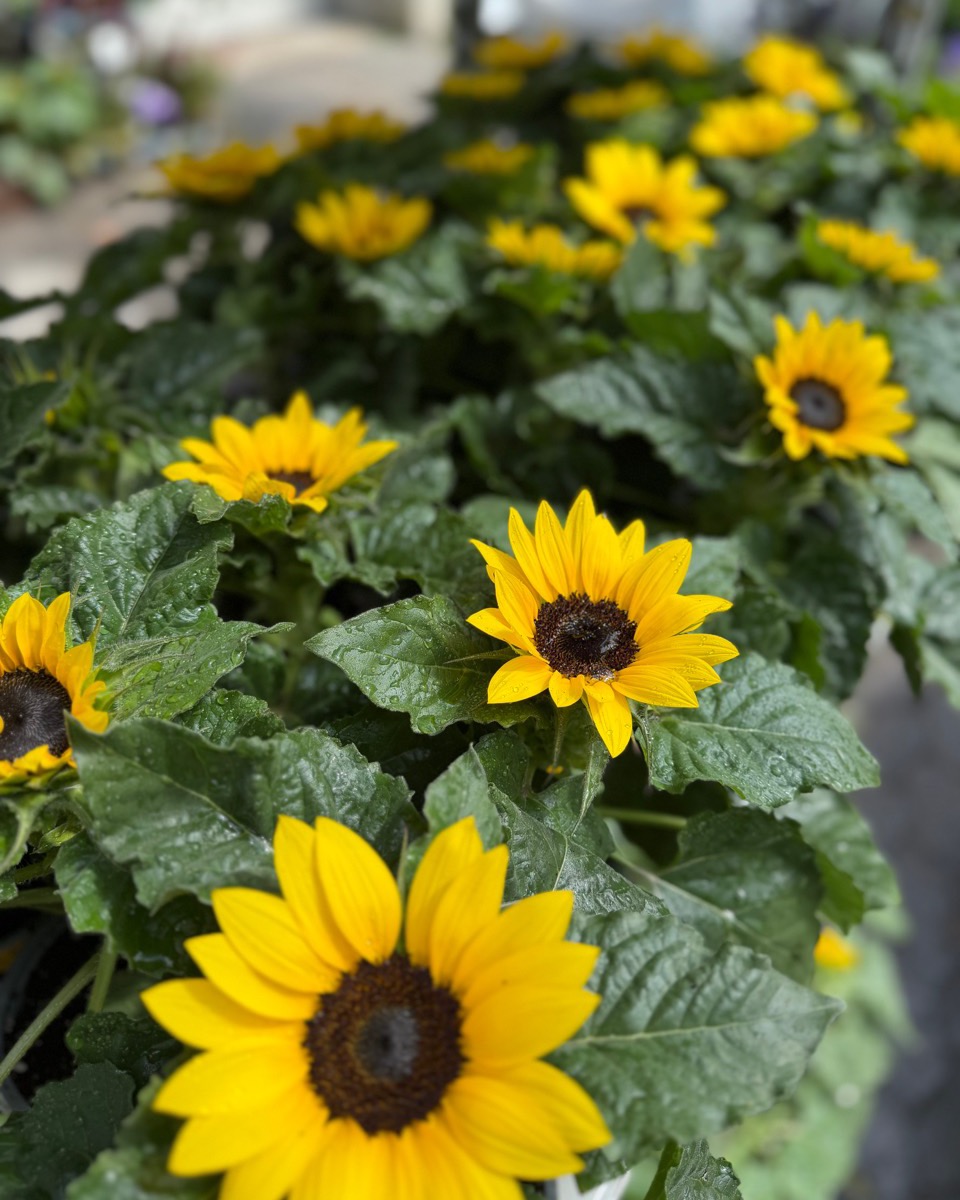 Gelb blühende Sonnenblumen im Topf bei Blumen Mankopf in Hagen.