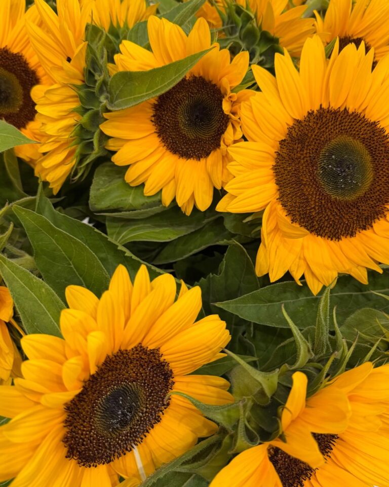 Sommer, Sonne, Sonnenblumen – als Schnittblume oder im Topf