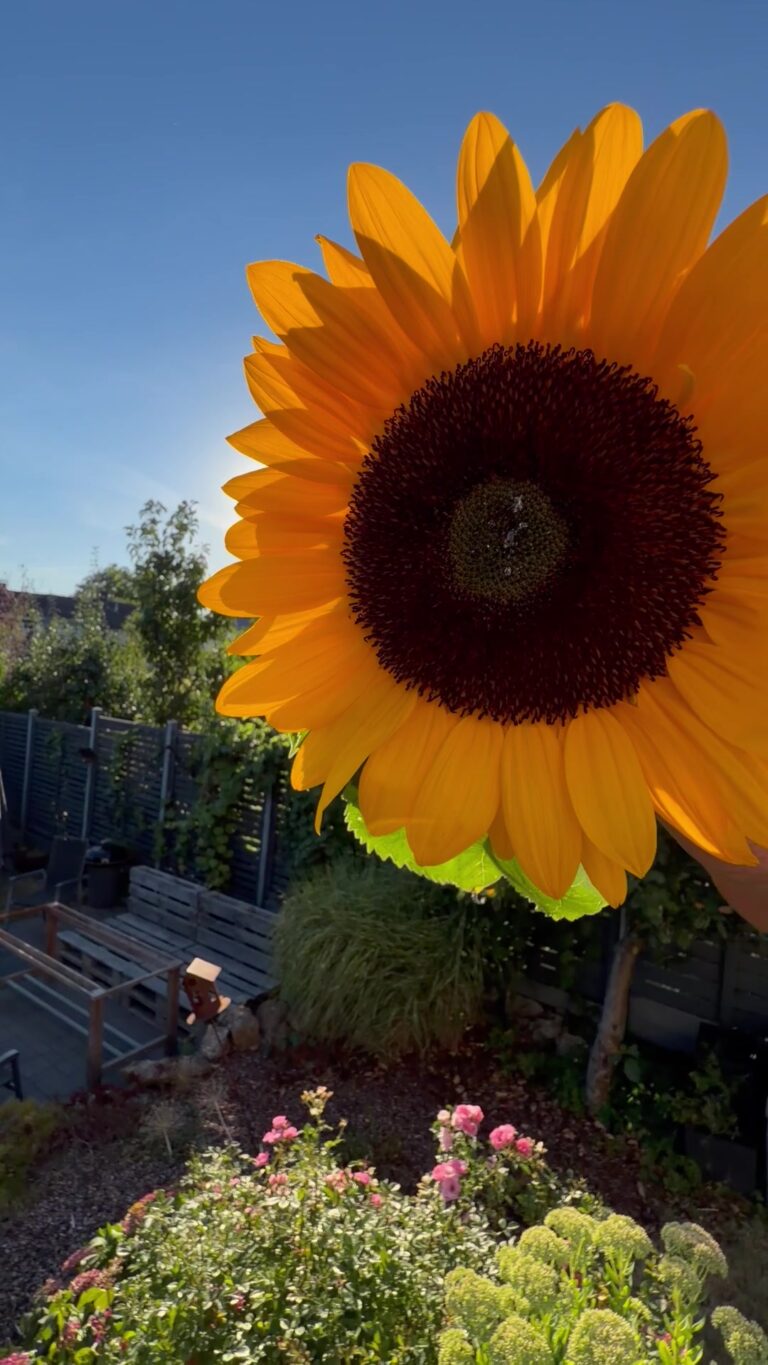 Sonnenfinsternis verpasst? Heute mit Sonnenblumen nachholen