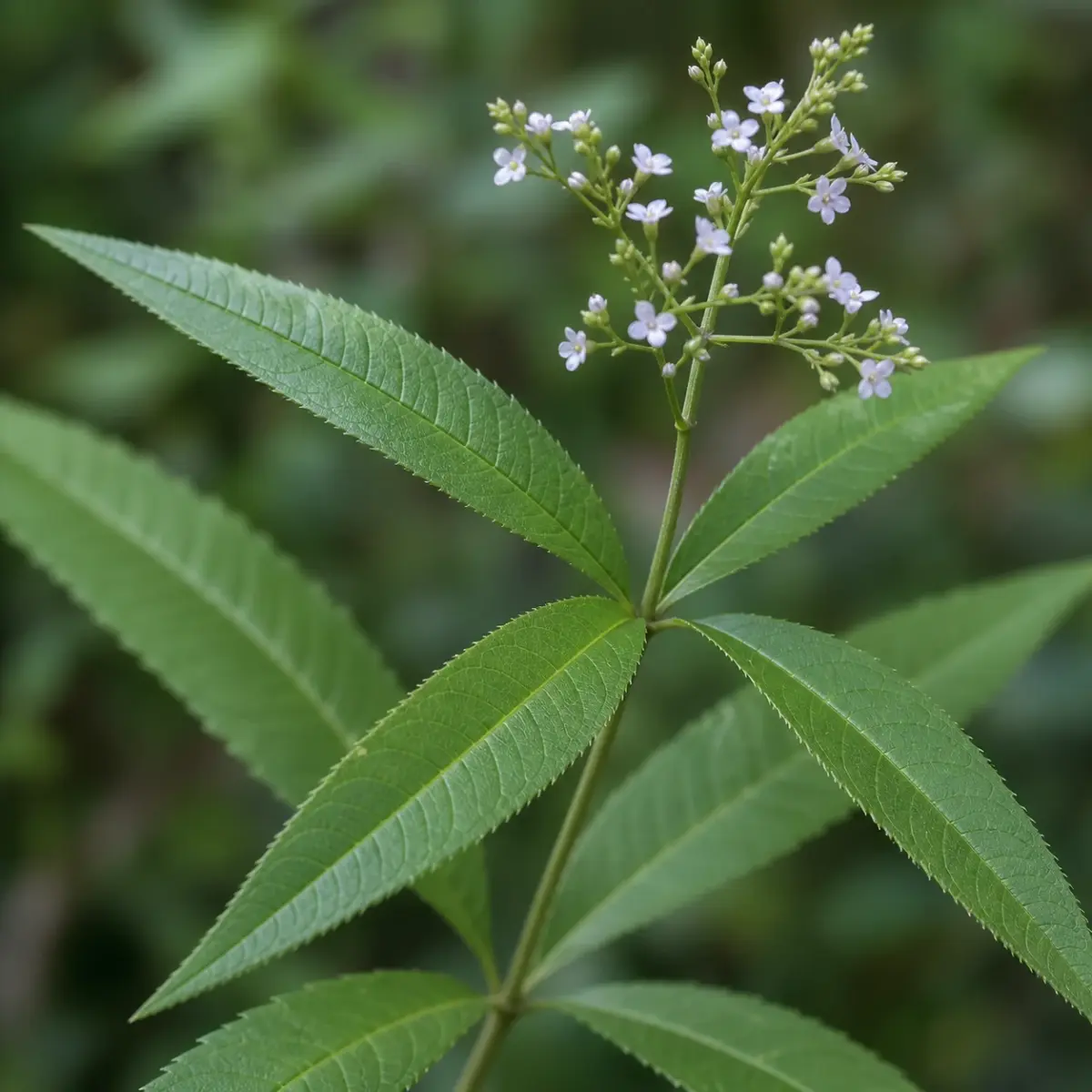 Schmale Blätter und kleine helle Blüten der Zitronenverbene im Detail